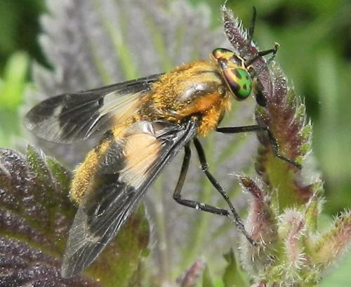 Réf. 207 884 : Chrysops caecutiens